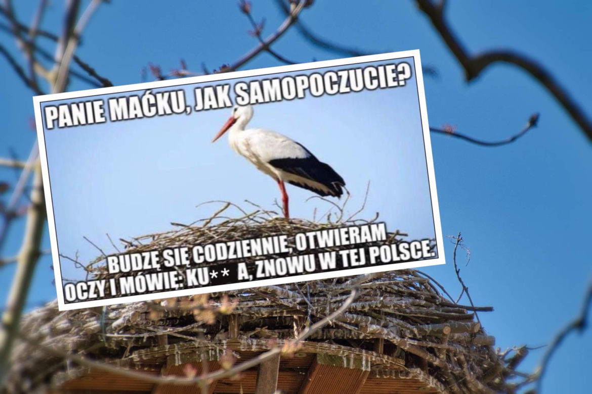 Bocian wywołał uśmiech na twarzy internautów. Pokochali go!