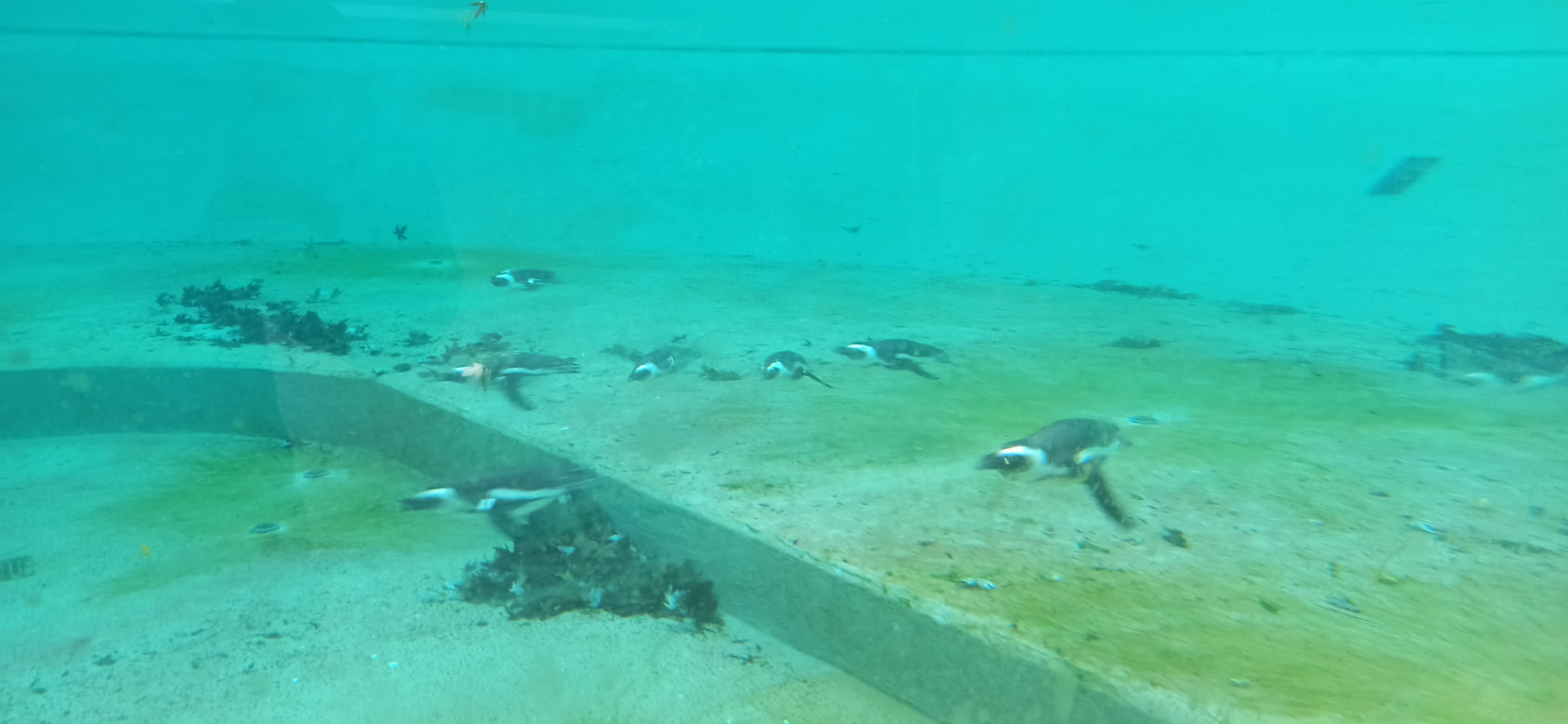 Pingwiny wróciły do łódzkiego zoo
