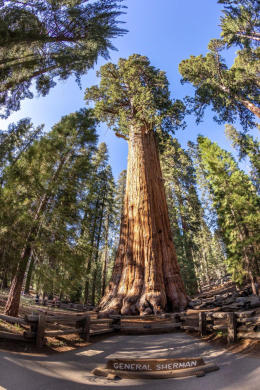 General Sherman – okaz mamutowca olbrzymiego rosnący w Parku Narodowym Sekwoi w górach Sierra Nevada
