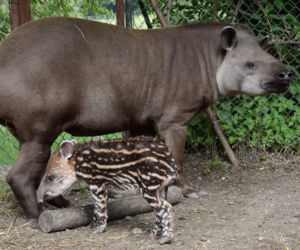 Oto bulwa - mały tapirek, który urodził się w poznańskim zoo