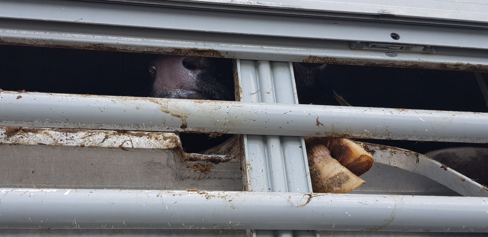 Niehumanitarny transport zwierząt