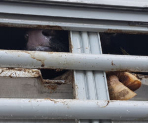 Niehumanitarny transport zwierząt