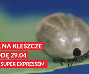 Kleszcze