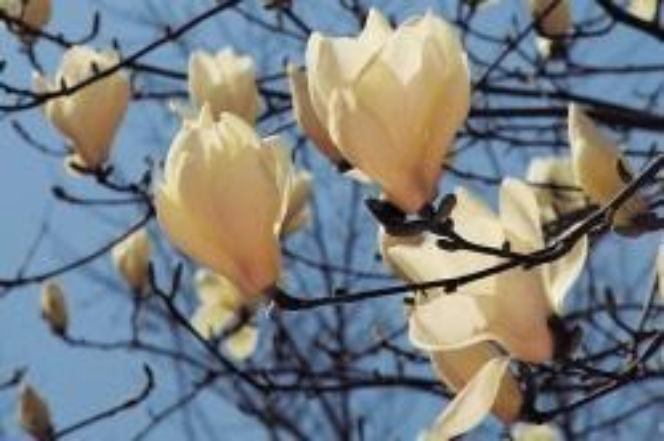 Magnolia i hortensja przed zimą