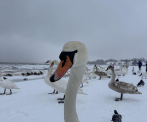 Bałtyk zimową porą, uchwycony w kadrach