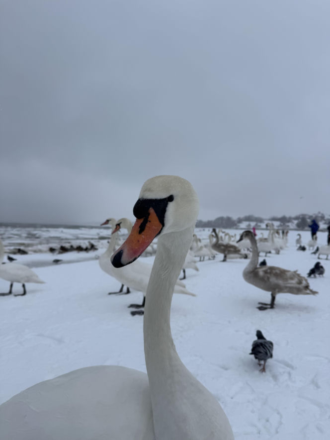 Bałtyk zimową porą, uchwycony w kadrach