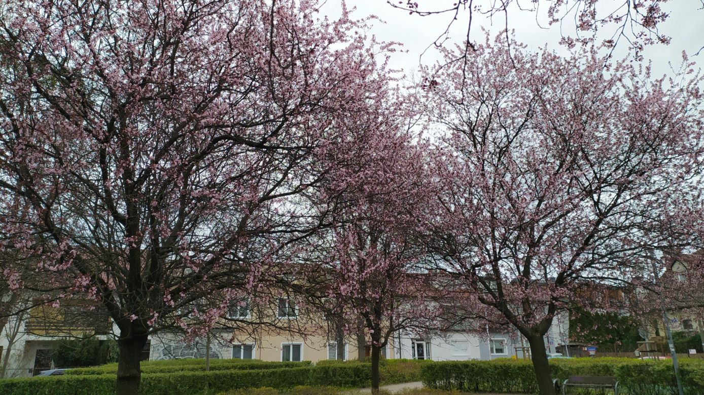 Śliwa wiśniowa 'Pissardii'