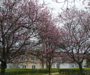 Śliwa wiśniowa 'Pissardii'