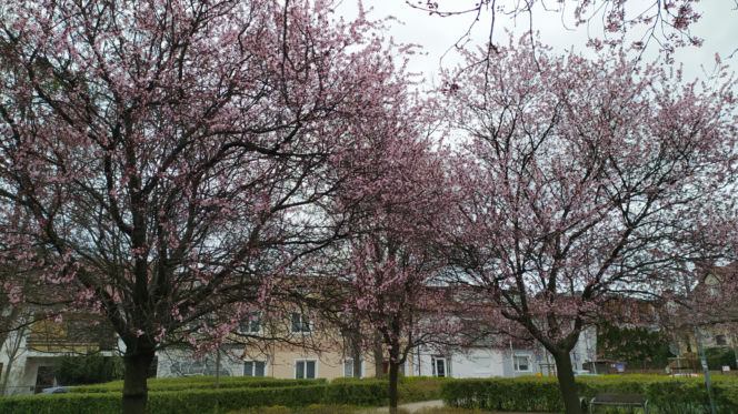 Śliwa wiśniowa 'Pissardii'