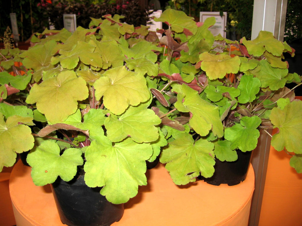 żurawka 'Caramell'