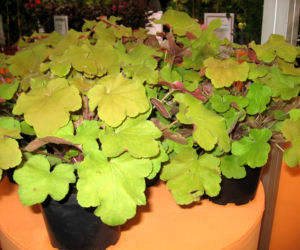 żurawka 'Caramell'
