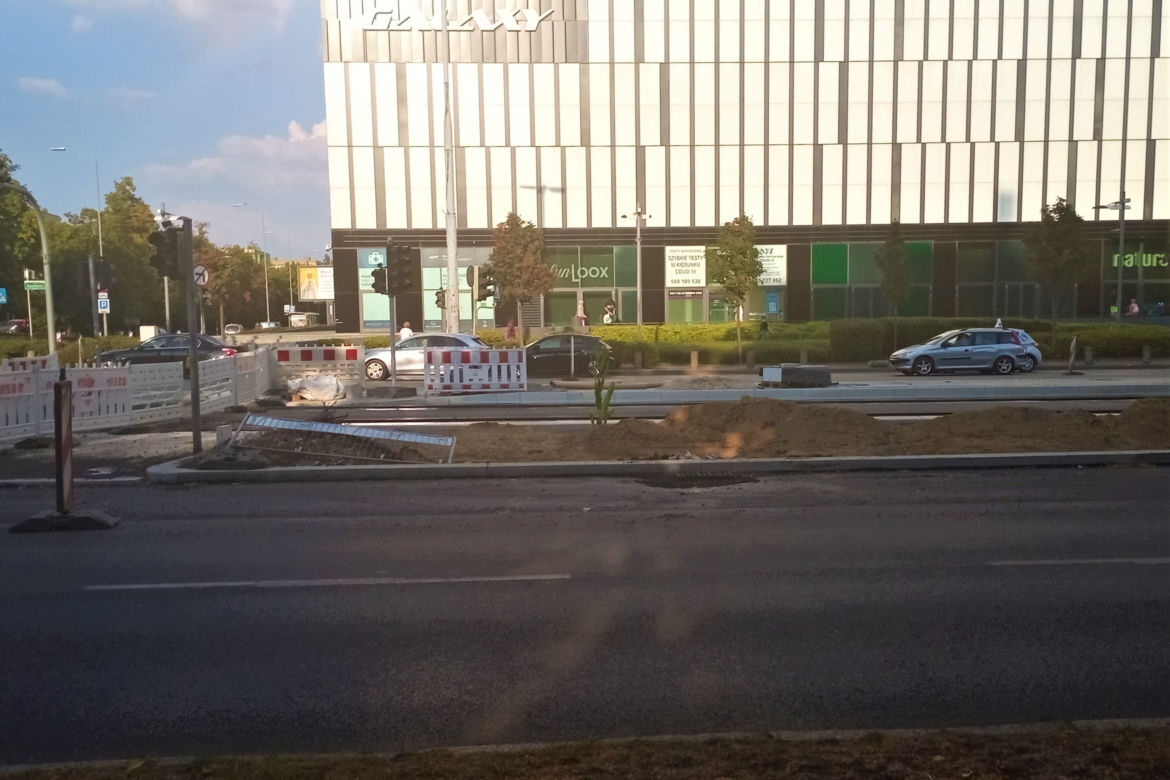 W centrum Szczecina wyrosła dorodna... kukurydza!