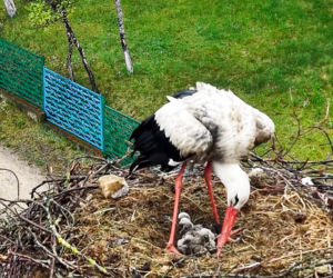 Bociani celebryta z Krutyni został tatą! Krutek doczekał się aż pięciorga piskląt
