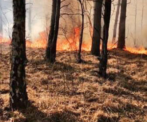 Gigantyczny pożar lasu pod Wołominem
