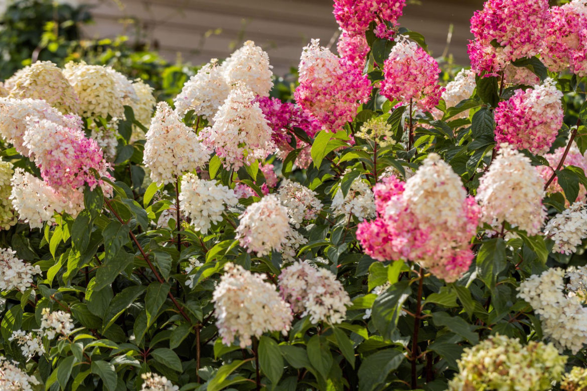 Hortensja bukietowa Vanille Fraise