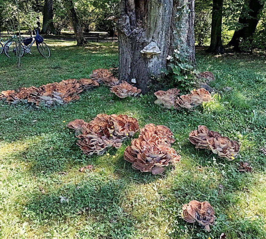 Grzyb gigant wyrósł w Parku Szczytnickim. Może ważyć nawet 50 kilogramów!