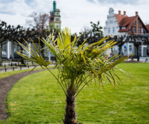 Palmy w Sopocie, zachęcają do spacerów [ZOBACZ ZDJĘCIA]