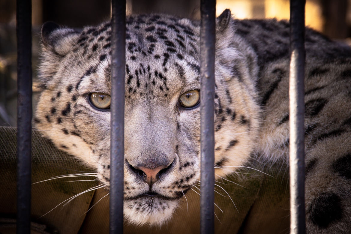 Pantery Śnieżne w Śląskim ZOO potrzebują nowego wybiegu