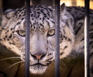 Pantery Śnieżne w Śląskim ZOO potrzebują nowego wybiegu