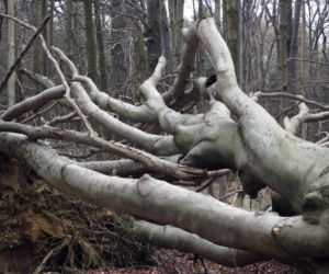 Rezerwat Segiet udostępni nowe szlaki dla mieszkańców