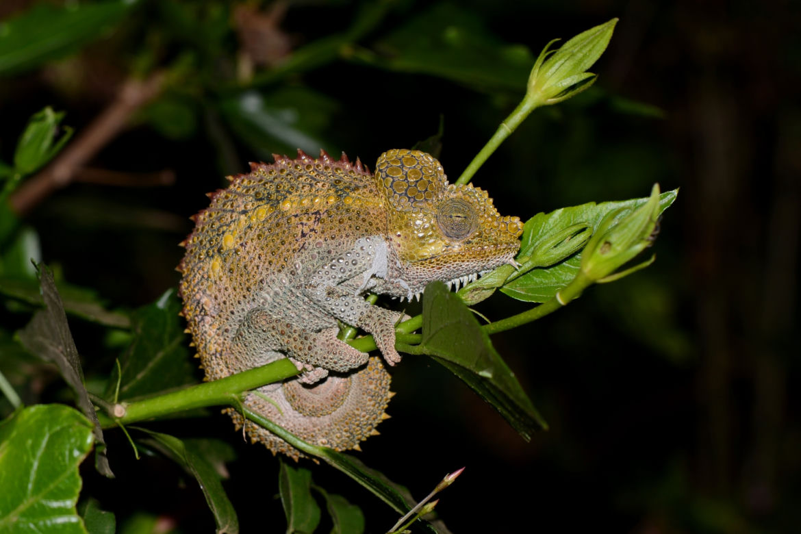Kameleon hełmiasty (Trioceros hoehnelii)