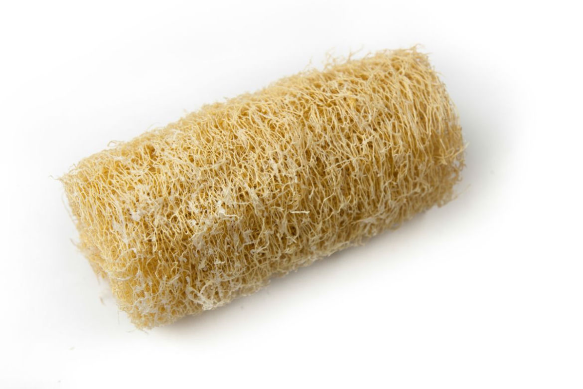 Gąbczak walcowaty