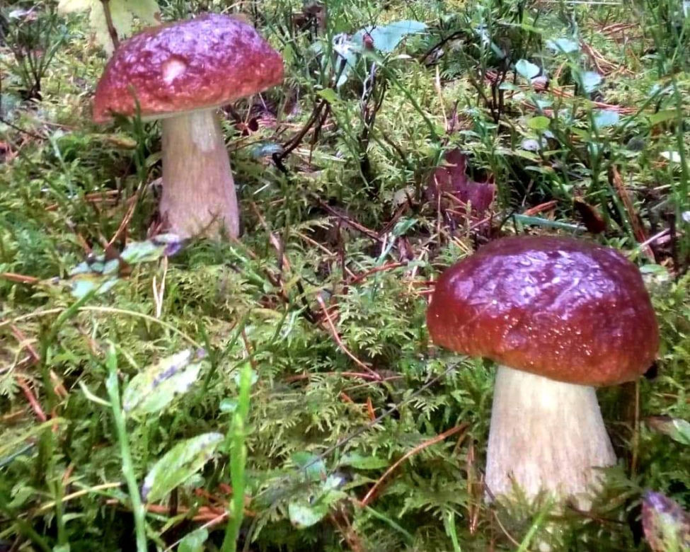 Rusza sezon na leśne grzyby