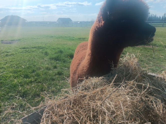 Wataha psów terroryzuje wieś. „Nie zaatakowały z głodu. To była napaść, by zabić”