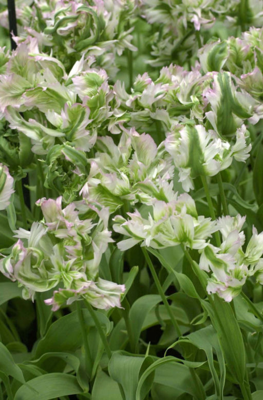Tulipany papuzie