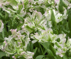 Tulipany papuzie