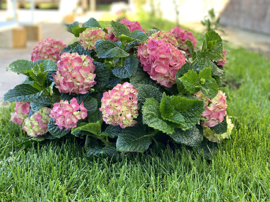 Hortensja ogrodowa (Hydrangea macrophylla) 