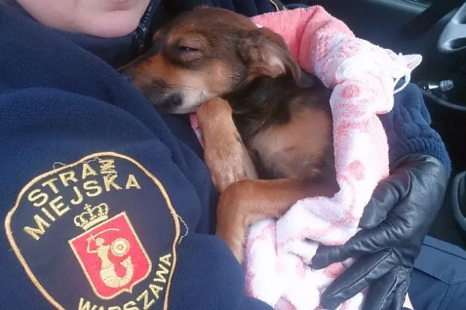 Bestialsko znęcał się nad psem. Podczas awantury rzucił nim o podłogę!