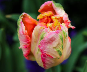 Tulipany papuzie
