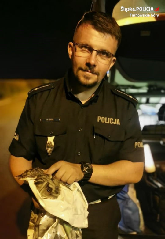 Śląskie: Piękna sowa potrącona przez samochód. Na drodze zdarzył się CUD!