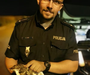 Śląskie: Piękna sowa potrącona przez samochód. Na drodze zdarzył się CUD!