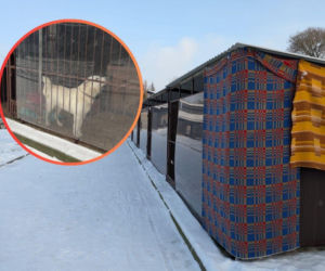 Radny mówi o dramacie zwierząt. Miasto Nie było uchybień”