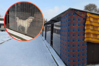 Radny mówi o dramacie zwierząt. Miasto Nie było uchybień”