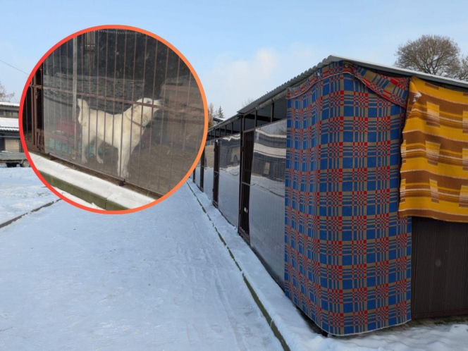 Zdjęcia z kontroli w bytomskim schronisku