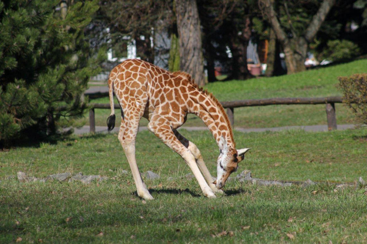 ZOO