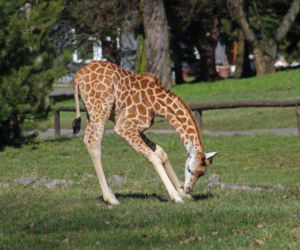 ZOO