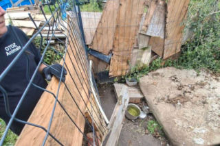 Trzymał zwierzęta w wychodku. W tym niewyobrażalnym smrodzie suczka ze szczeniakami miała zrobione legowisko