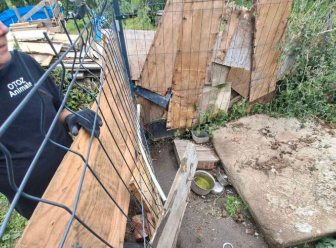 Trzymał zwierzęta w wychodku. "W tym niewyobrażalnym smrodzie suczka ze szczeniakami miała zrobione legowisko"