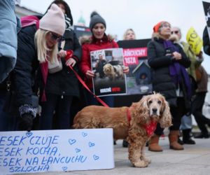 Wielki Marsz dla Zwierząt po wecie prezydenta