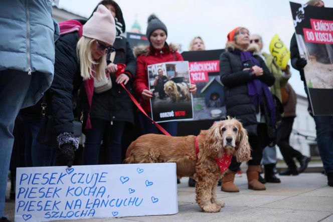 Wielki Marsz dla Zwierząt po wecie prezydenta