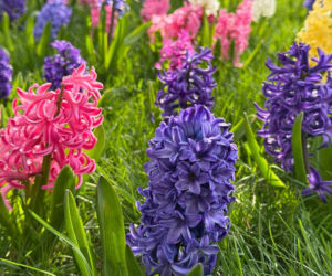 Hiacynty w ogrodzie: jak je uprawiać i pielęgnować?
