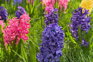 Cebulki hiacyntów wypuszczają liście - co robić? [Porada eksperta]