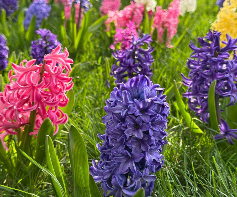 Hiacynty w ogrodzie: jak je uprawiać i pielęgnować?