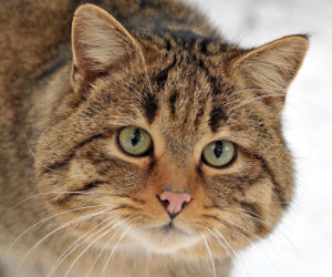 Ten gatunek wrócił w Sudety po 100-letniej nieobecności! To wyjątkowo piękne zwierzę