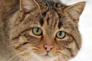 Ten gatunek wrócił w Sudety po 100-letniej nieobecności! To wyjątkowo piękne zwierzę