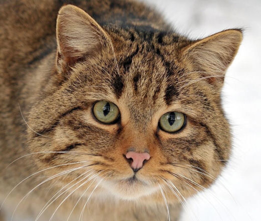 Ten gatunek wrócił w Sudety po 100-letniej nieobecności! To wyjątkowo piękne zwierzę